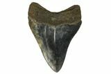 Serrated, Fossil Megalodon Tooth - South Carolina #122536-2